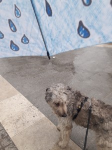 ombrello pioggia