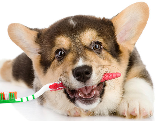 pulire i denti al cane